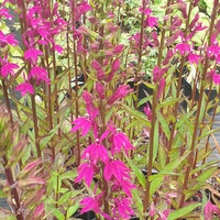 Lobelia speciosa 'Tania'